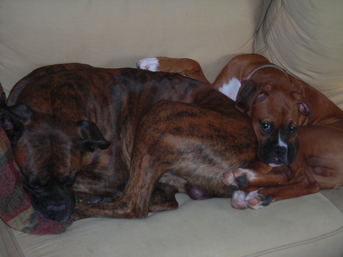 Charley & Duro cuddles